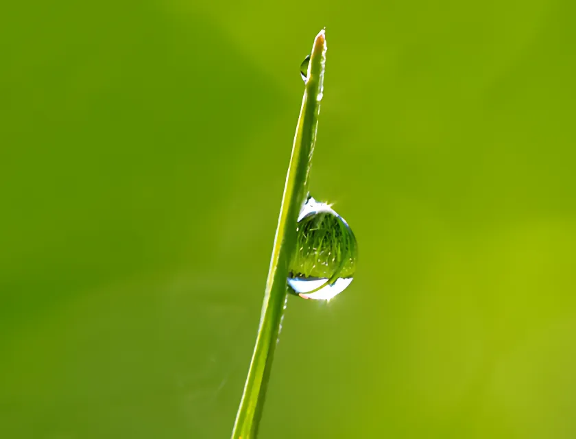 Professionell support - naturens precision