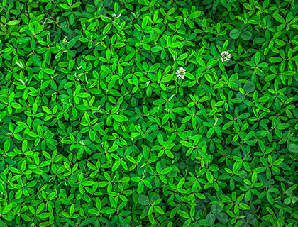 Green leafy texture representing botanical extracts