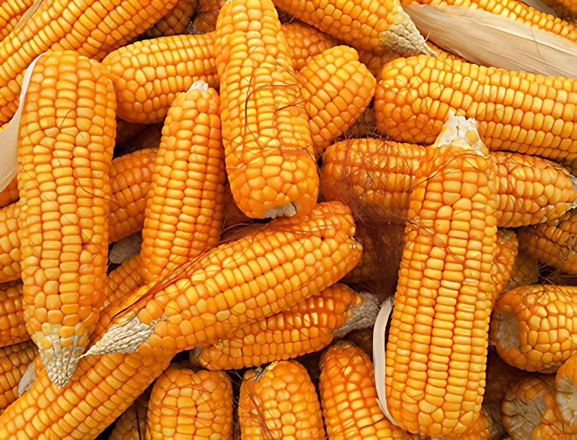 Gula majskolvar i hög